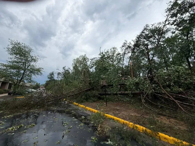 Photo of tree damage from storm in Burke, Virginia, Monday.