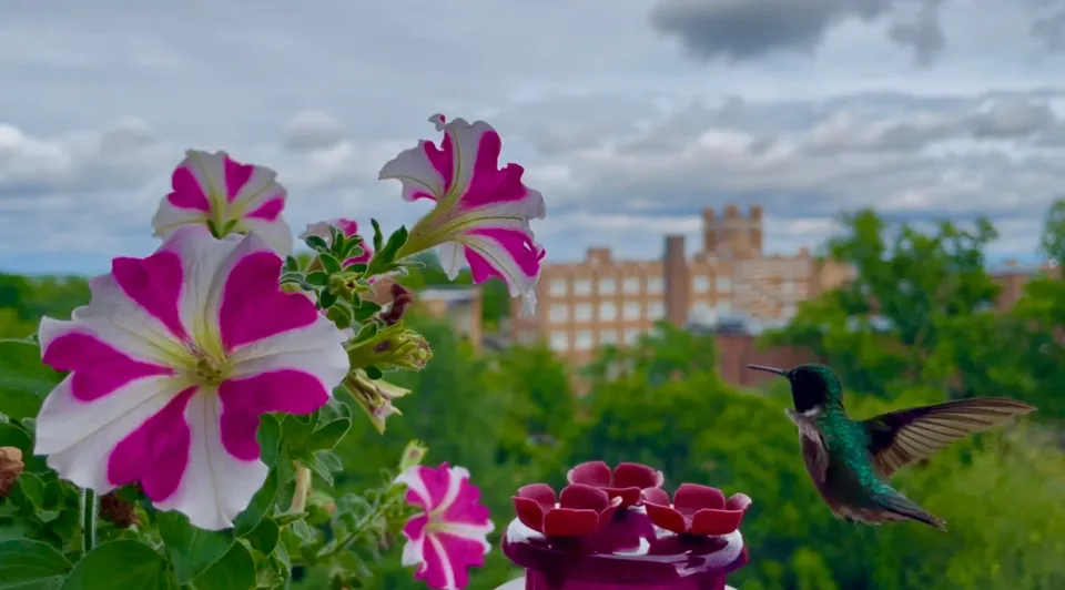 Flowers and a hummingbird in the foreground with buildings and trees behind it. The sky is mostly cloudy.