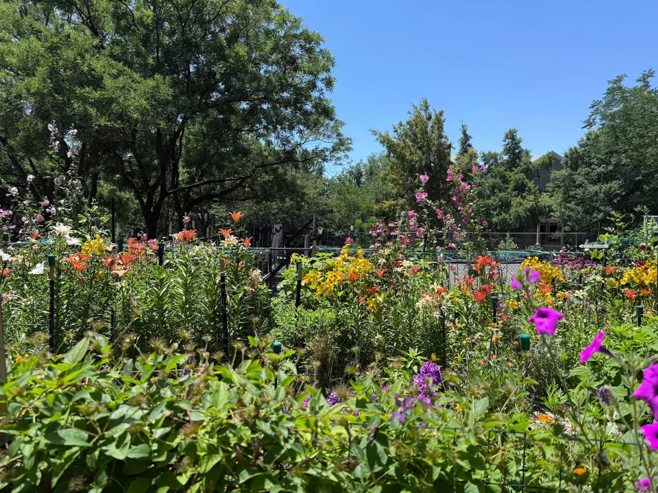 Flowers and other plantlife on a sunny day in Kalorama DC. 