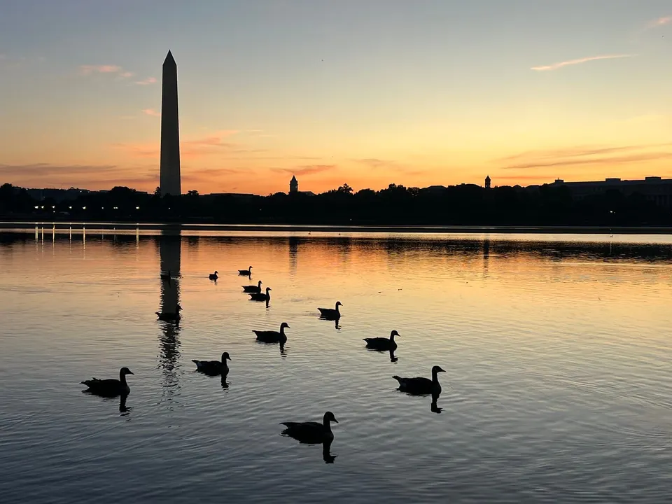 Ducks on the Tidal Basin as the sun prepares to rise over the horizon. They are largely silhouettes, as is the Washington Monument in the background.