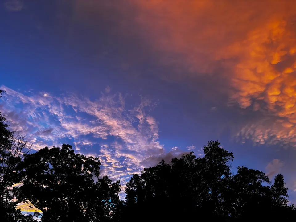 Dark trees at bottom of photo and clouds whisping at top with white and orange color - one middle stripe of dark blue evening sky between them near sunset 