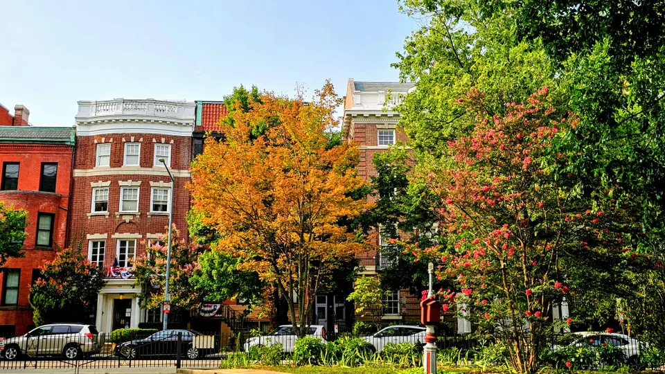 A sunny street lined with colorful trees in bloom and there are cars lining the street as well as townhomes. 
