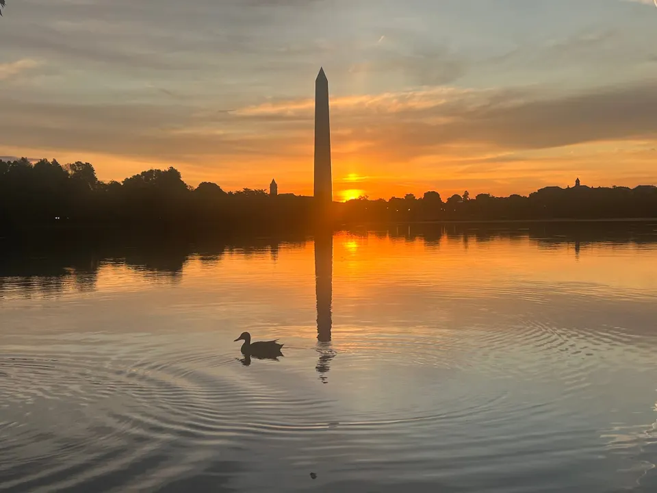A duck swims in the water as the sun appears near the base of the Washington Monument in an orange orb