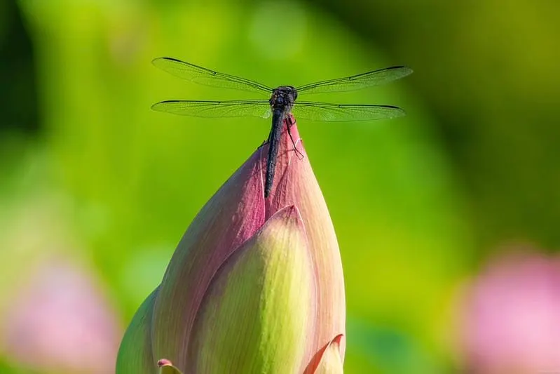 Close-up view of a slaty skimmer dragonfly.