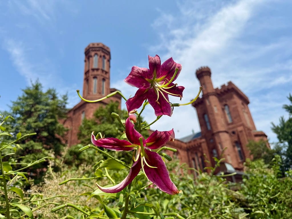 DC-area forecast: Standard summertime weather, with increased storm odds Friday