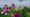 Flowers and a hummingbird in the foreground with buildings and trees behind it. The sky is mostly cloudy.