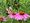 A butterfly lands on pink-purple flowers with greenery all around.   