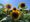 Multiple sunflowers with yellow leaves and brown centers on a sunny day. 