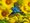 An indigo bunting bird amid sunflowers.
