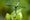 A dragonfly lands on a closed flower. It has large green "eyes?" and s blueish body. 