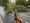 Photo of downed tree in northwest DC Tuesday
