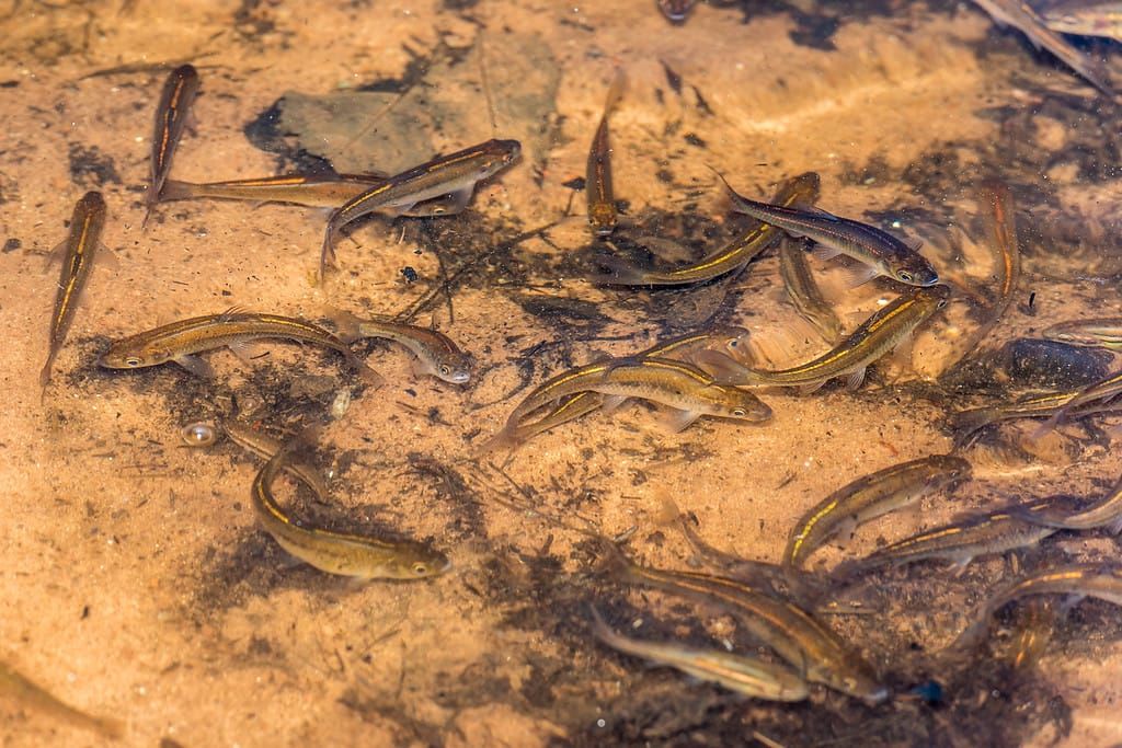 So Many Minnows