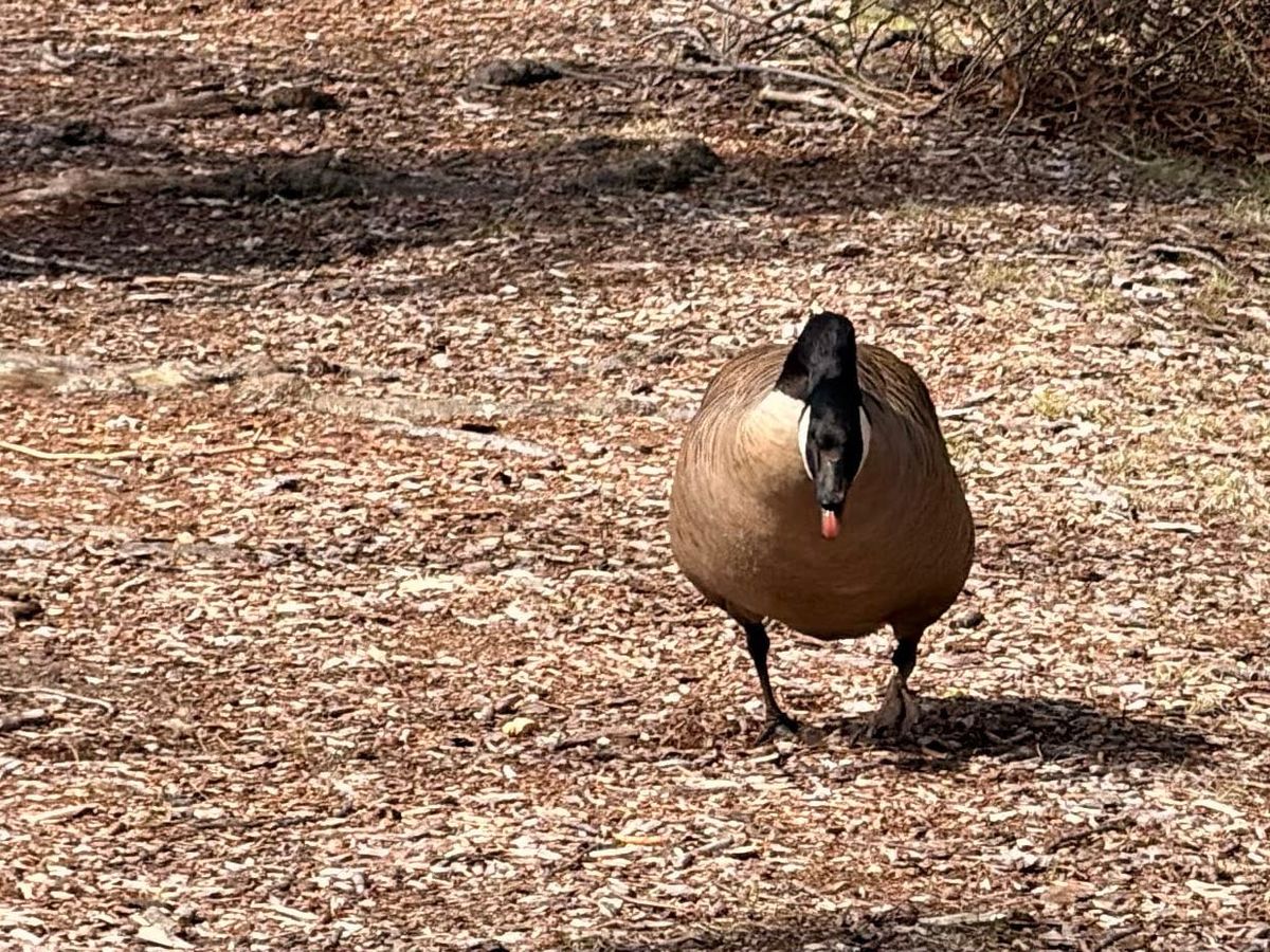 Wild Geese