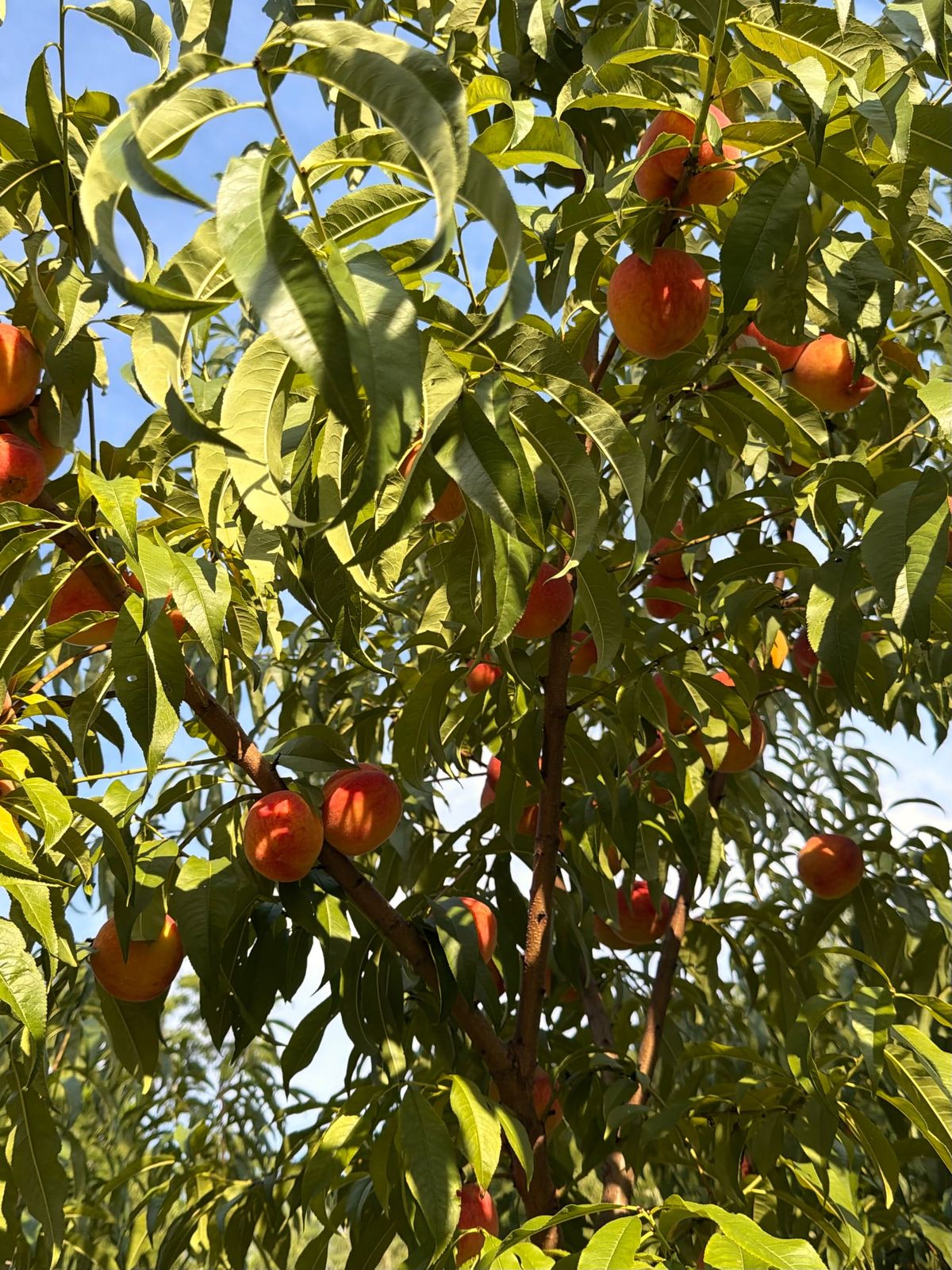 Fruit Enough to Spare