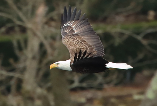 Sunday Reflections & BlueGreen Theology