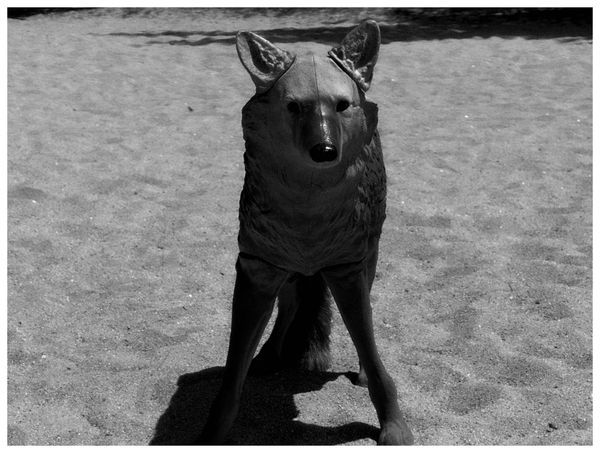 The Coyote Was Never Real