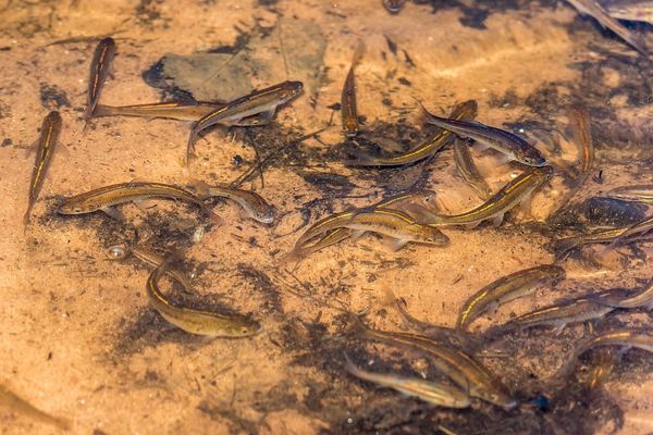 So Many Minnows