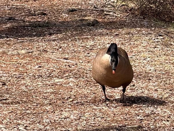 Wild Geese