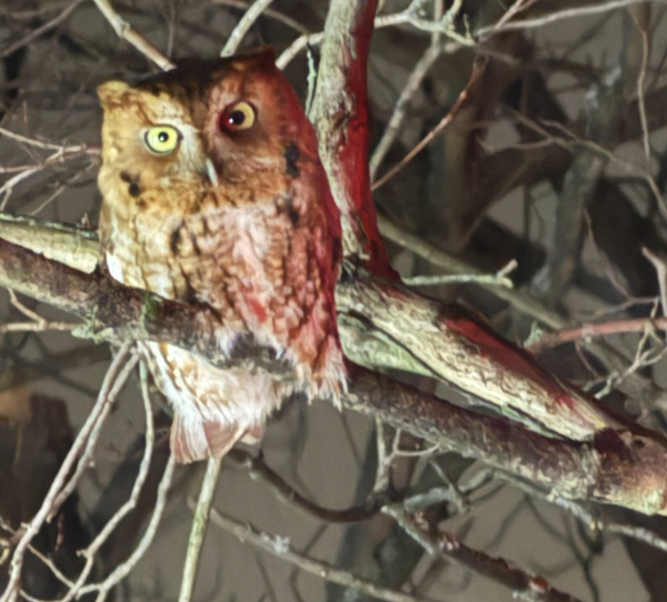 Superb Owl Sunday