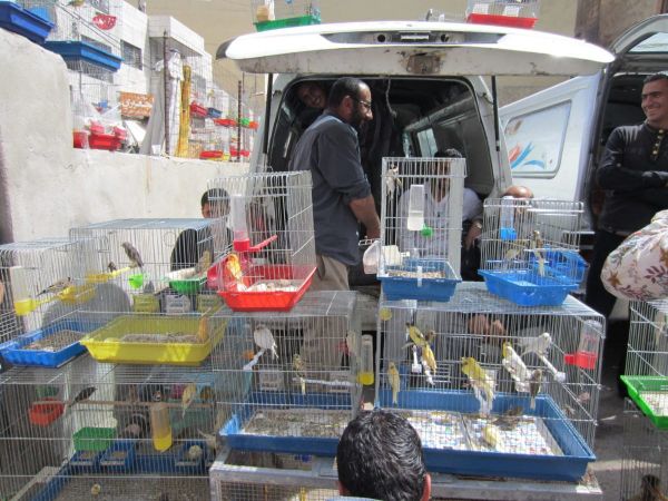 Bird Markets, Artisanal Pigeons and Class Relations in the Middle East