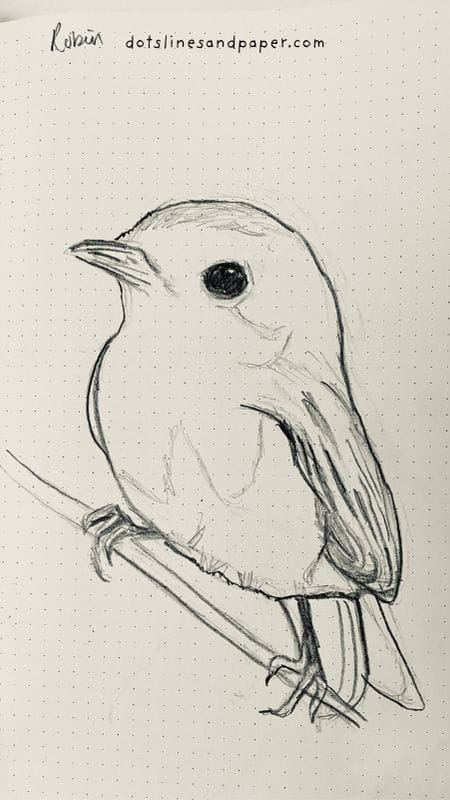 20 Realistic Bird Drawing Ideas in Pencil