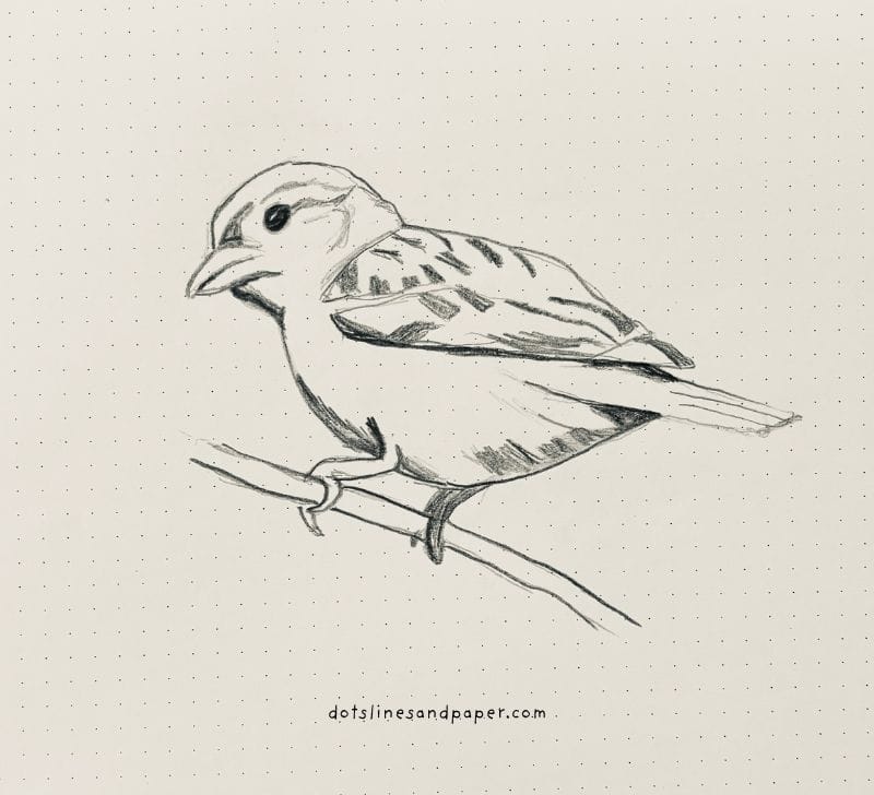  pencil drawing of a Sparrow - easy & realistic bird drawing ideas in pencil