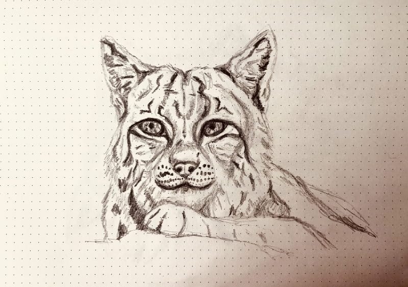 An expressive and realistic drawing of a bobcat from a photograph
