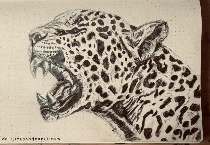 A realistic drawing of a leopard in profile with its mouth open wide - showing teeth. Drawn in charcoal pencil