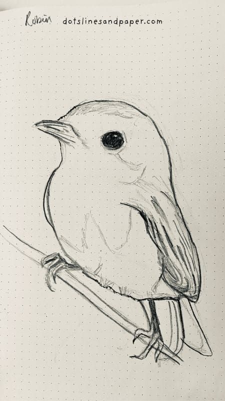 The featured image for 20 Realistic bird drawing ideas in pencil