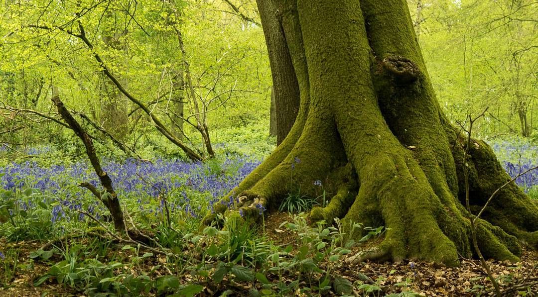 Throwback to my trip to #england this #spring #green #trees