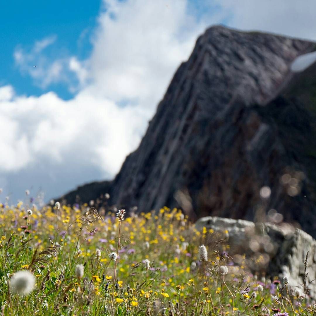 Missing the #flowers of #summer as I head into the Utah