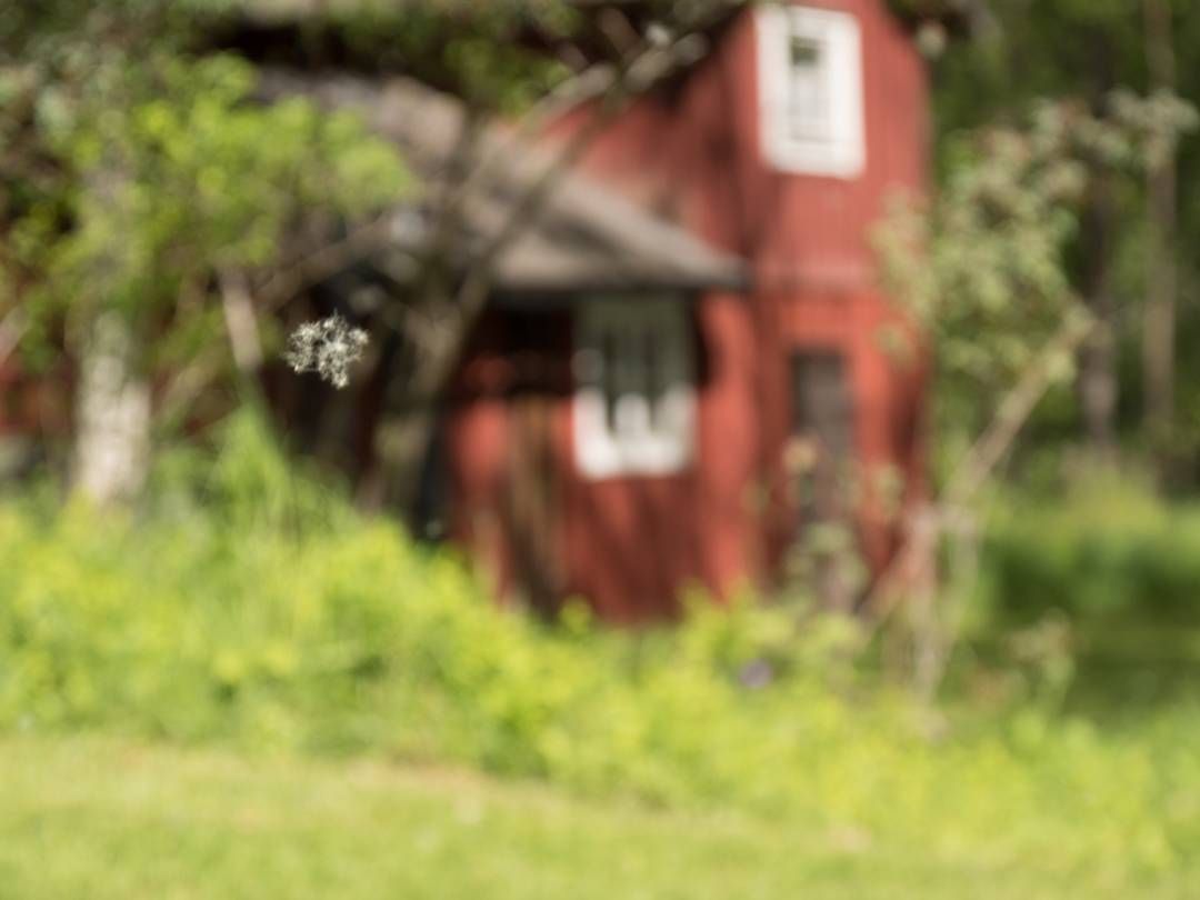 Early summer days in the countryside