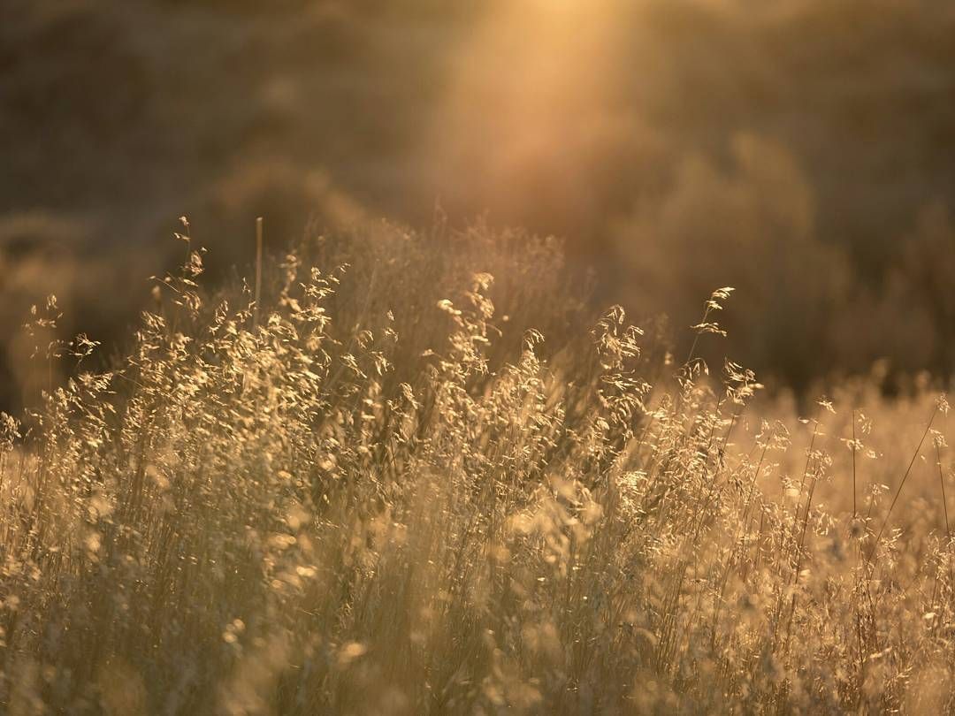 Autumn sunsets, alone with the grass and the breeze and a