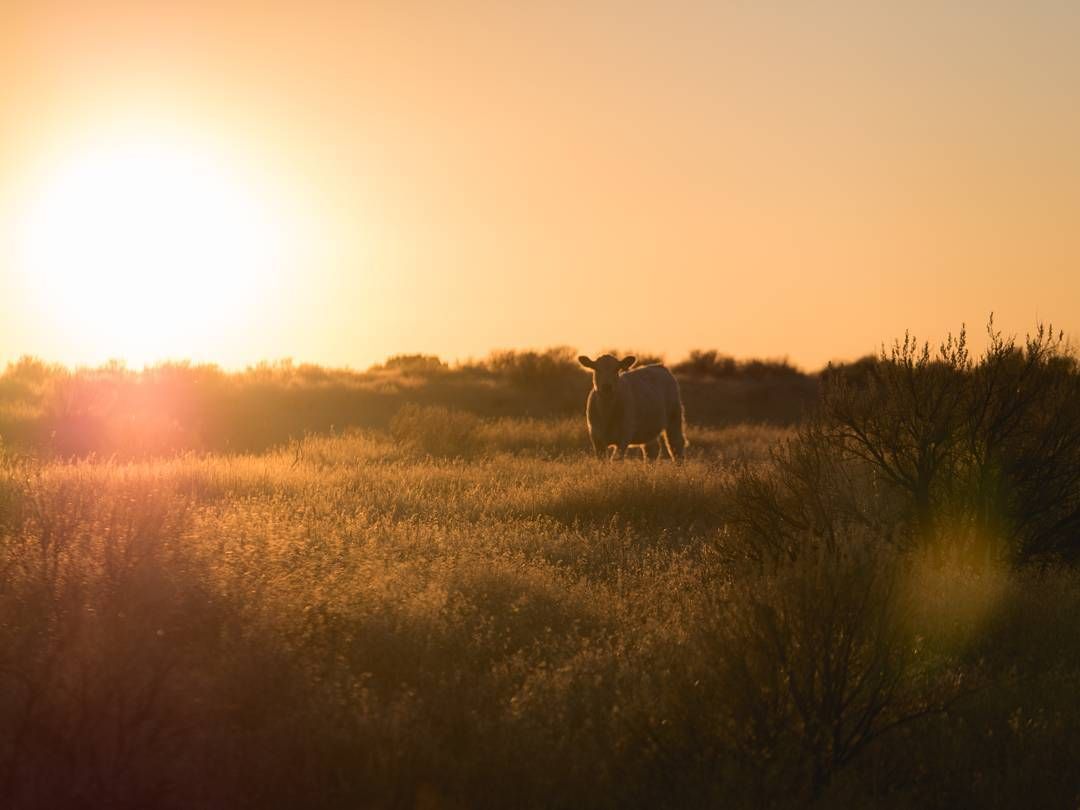 I'm giving up sports photography to just shoot moos, meese