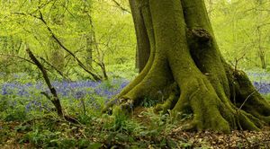 Throwback to my trip to #england this #spring #green #trees