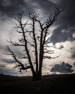 A tree that is not an aspen at The Aspens in Wild Iris.