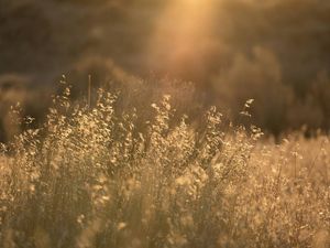 Autumn sunsets, alone with the grass and the breeze and a