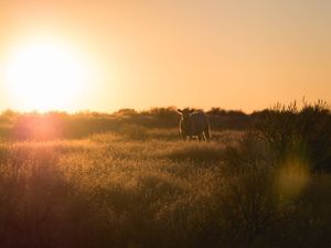 I'm giving up sports photography to just shoot moos, meese