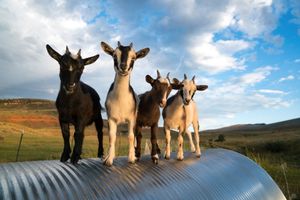 OMGoats