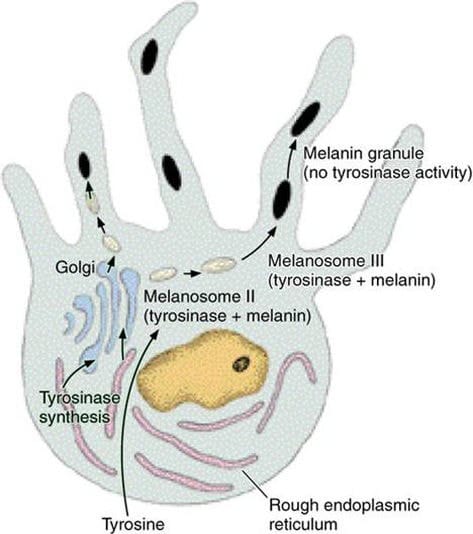 Skin Structure, Melanocytes, and Tranexamic Acid as a Melasma Treatment — 2