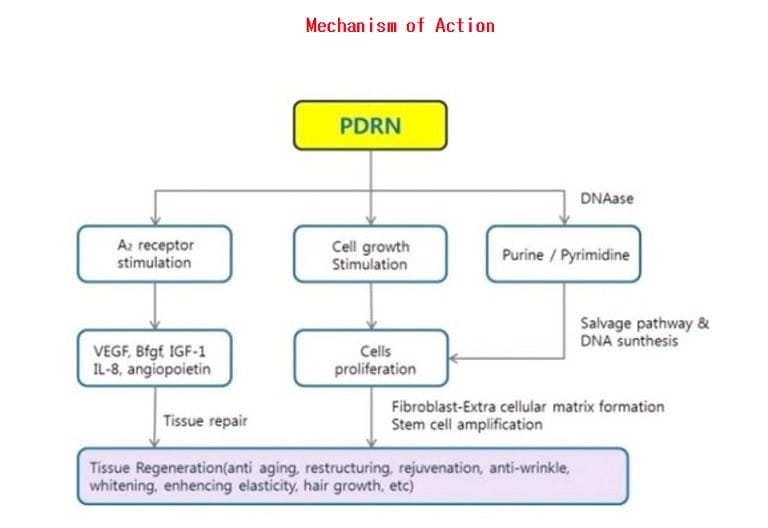 Rejuran (Rejuran Healer), PN (PolyNucleotide) & PDRN Explained: Mechanism and Effects