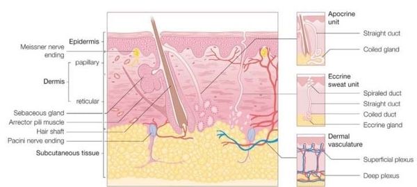 Struggling with Dry Skin? What You Should Know About Hyaluronic Acid Injections