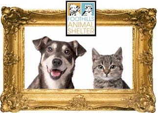 Foothills Animal Shelter pet portraits