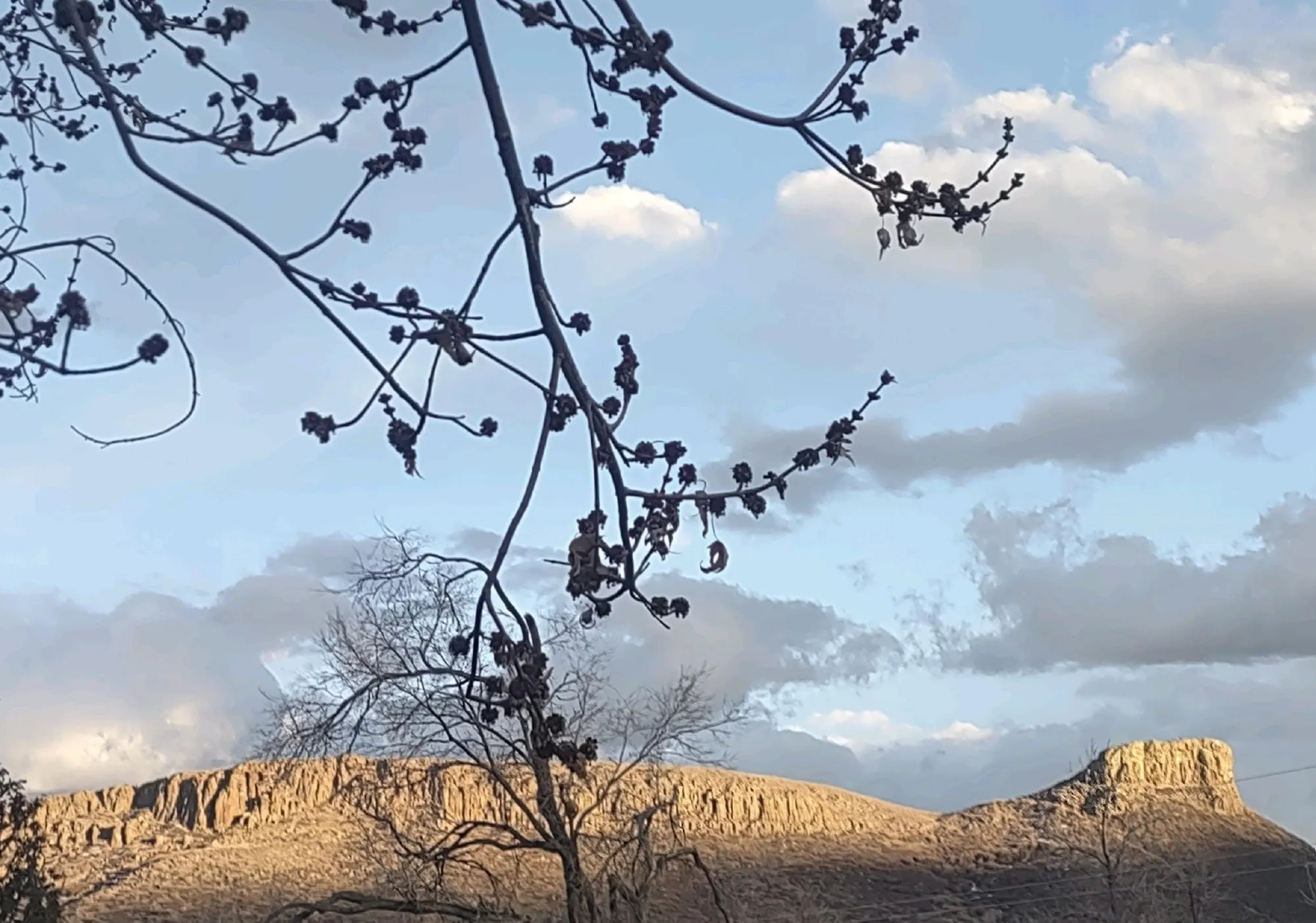 gray clouds scuttle across a pale blue sky - South Table Mountain in the background, budding tree limb in foreground