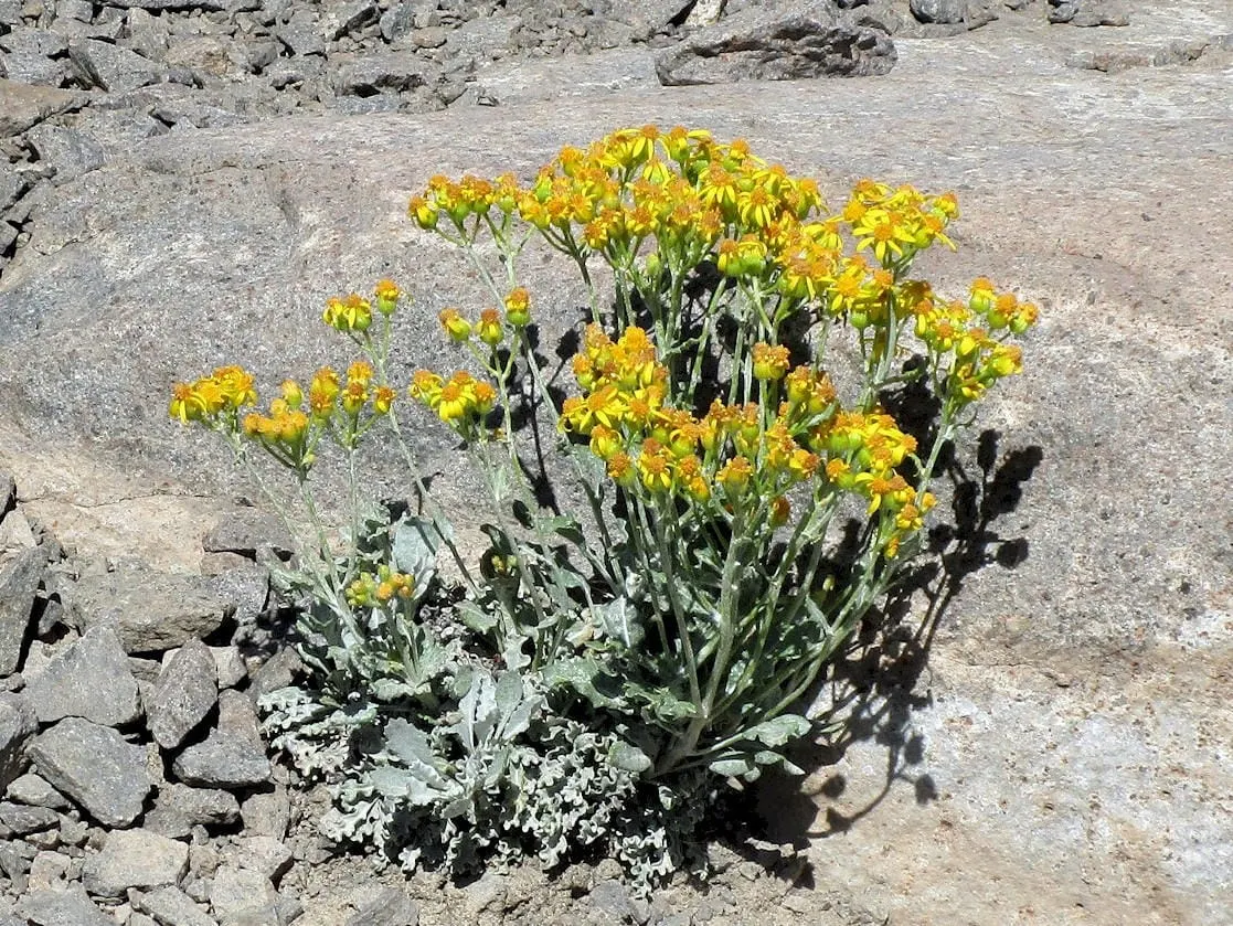 yellow flowers with greenish-gray foliage