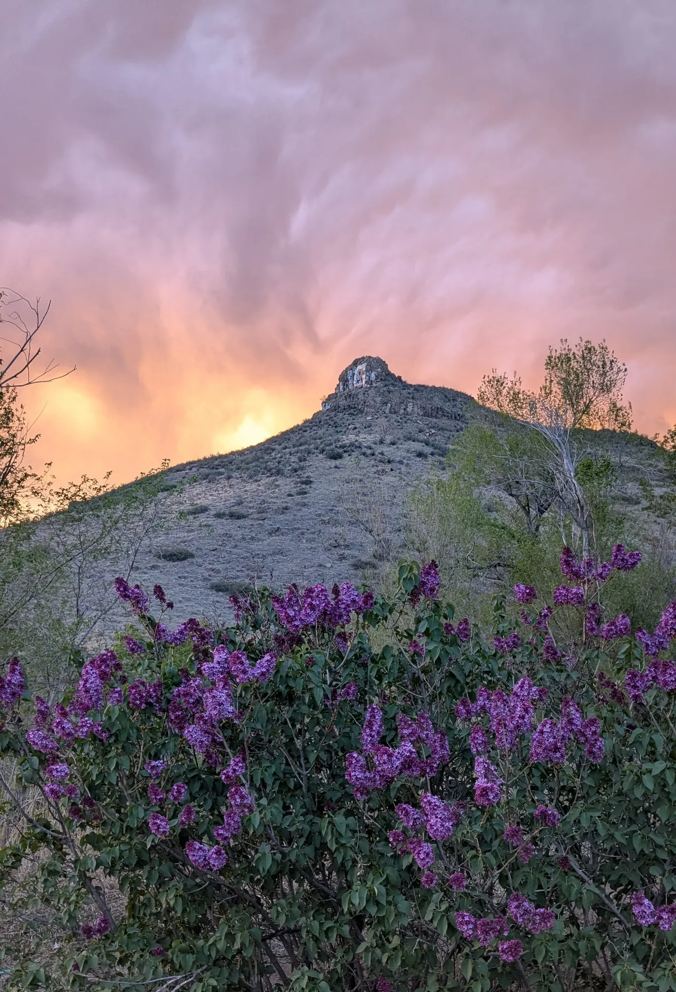 Lilac Season in Golden