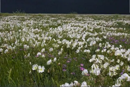 See the Wildflowers on North Table Mountain