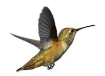 Hummingbirds & Stone