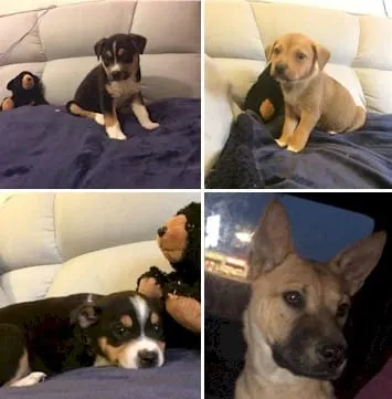 Puppies!