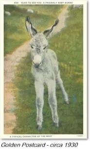 Feral Burros, Code Changes, and More